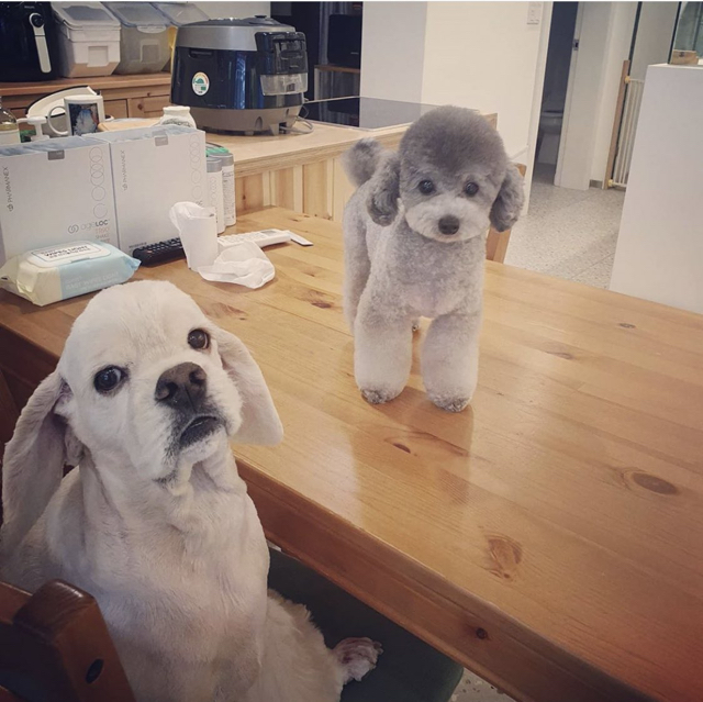 이쯤에서 보는 태연 제니 강쥐 친목 | 인스티즈