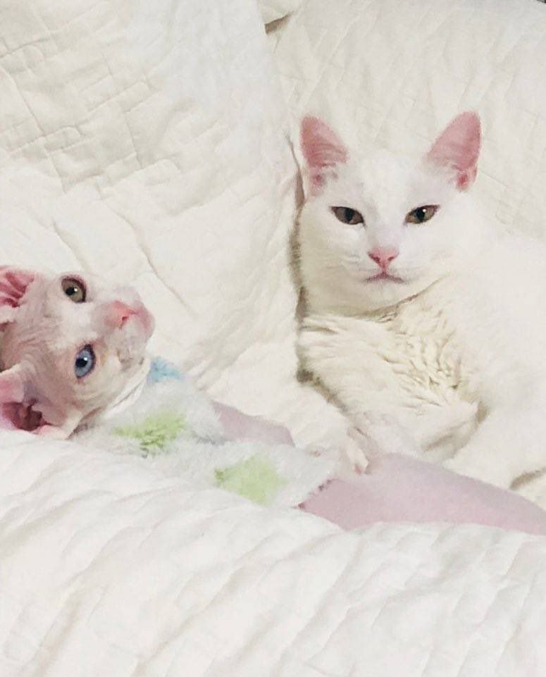 트레저 멤들의 반려동물들 보니까 | 인스티즈