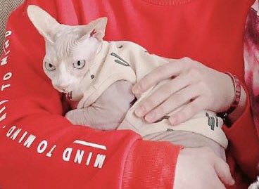 트레저네 고양이들 다 너무 귀엽다 | 인스티즈