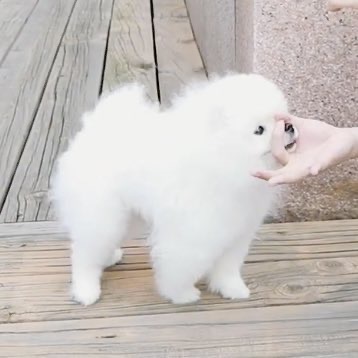 김우석네 강아지 따따한테 따따 코! 하면 생기는 일 | 인스티즈