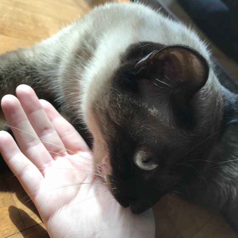 고양이 진짜 신기한게... | 인스티즈