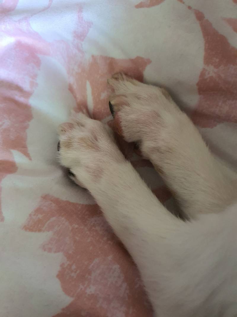 강아지 키우는 익들은 아는냄새 | 인스티즈