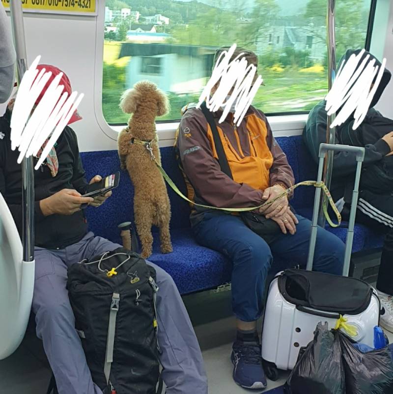 전철에 강아지 목줄만 하고 이렇게 타도 되는거? | 인스티즈