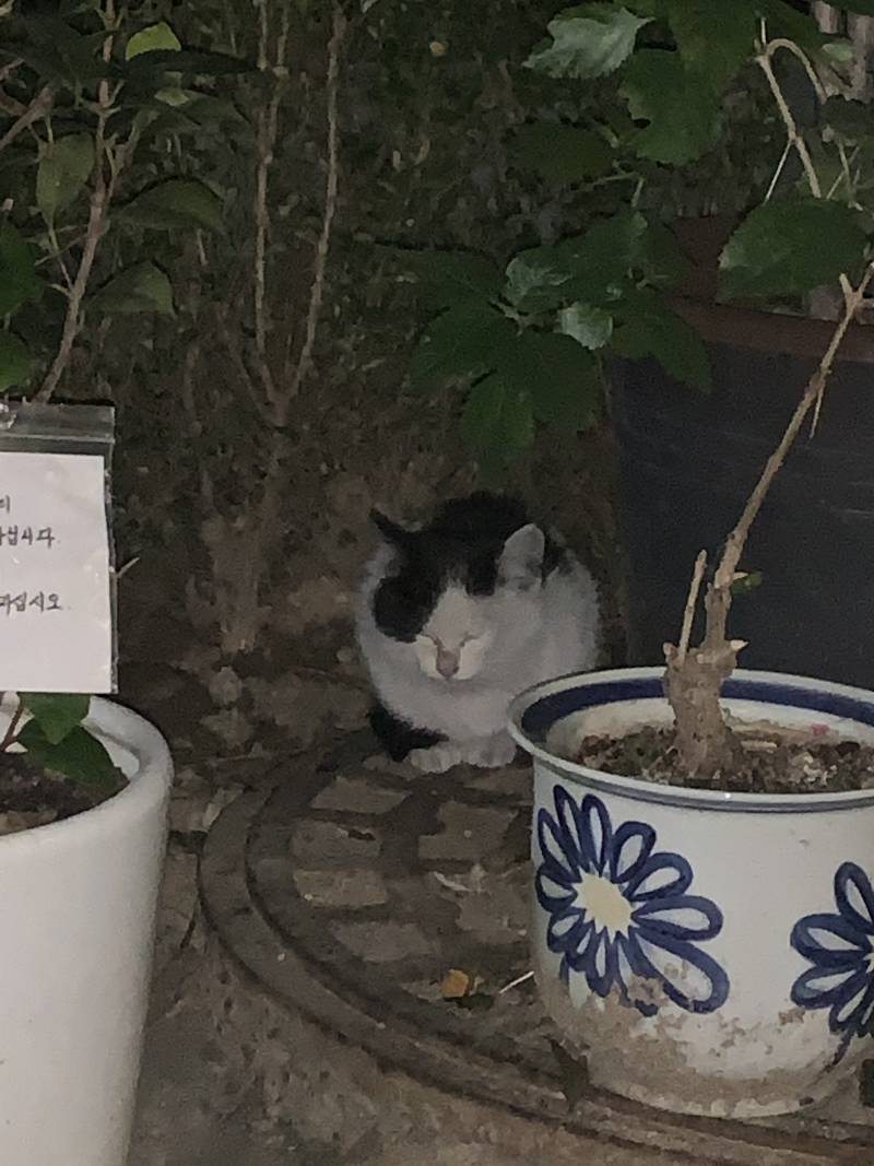 너무 귀여운 애기고양이 우리 집앞에있어ㅜㅜ | 인스티즈
