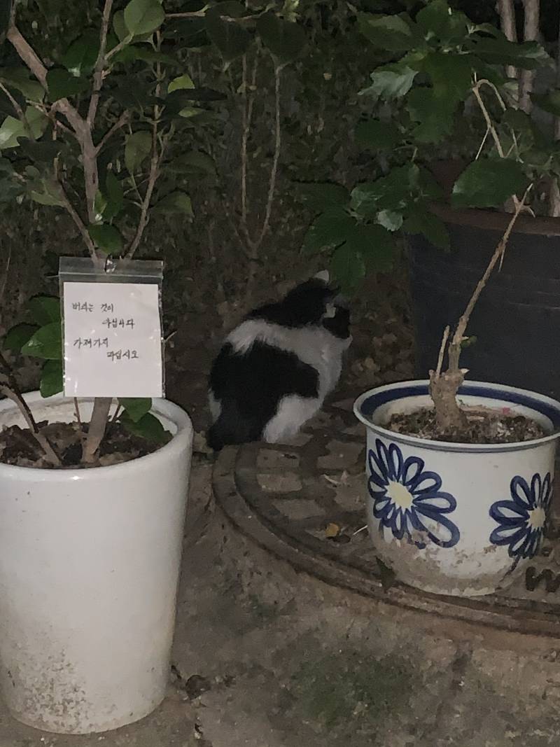 너무 귀여운 애기고양이 우리 집앞에있어ㅜㅜ | 인스티즈