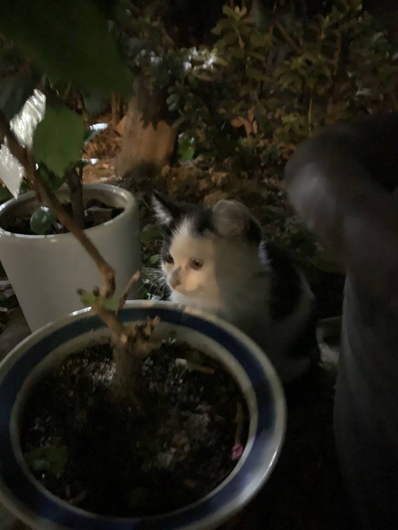 야기고양이 만지면 엄마고양이가 버리지? | 인스티즈