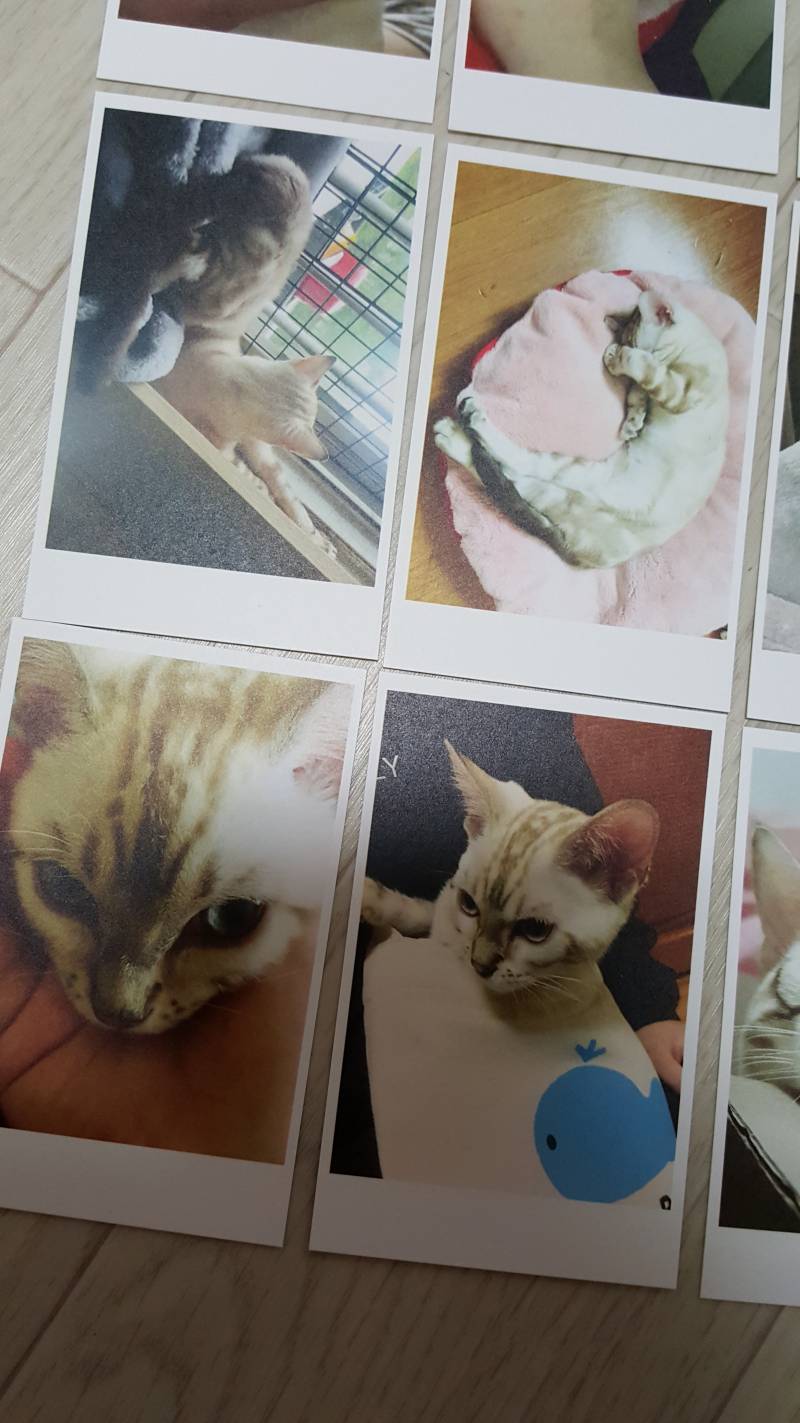 고양이 사진인화했어ㅇㅎㅎ | 인스티즈