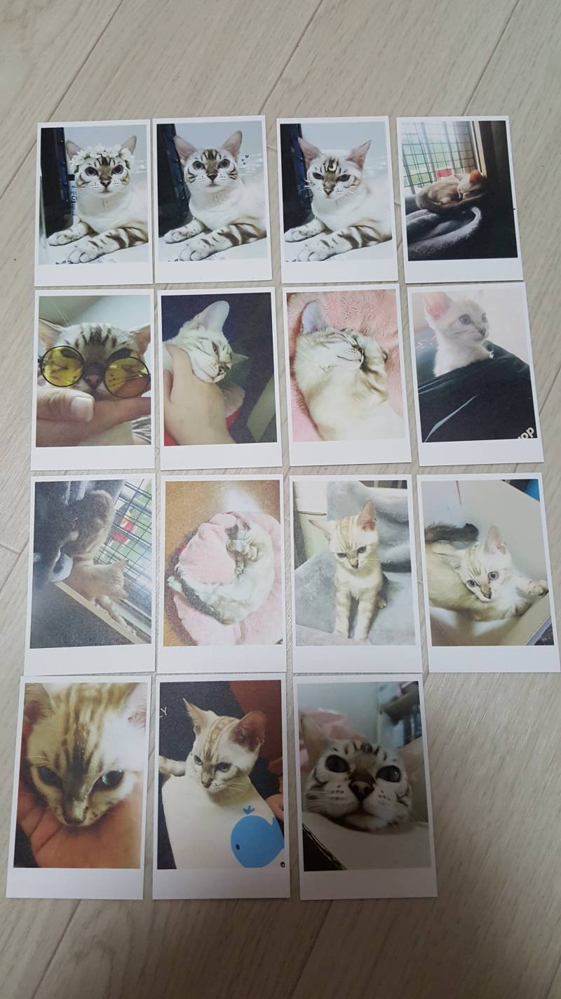 고양이 사진인화했어ㅇㅎㅎ | 인스티즈