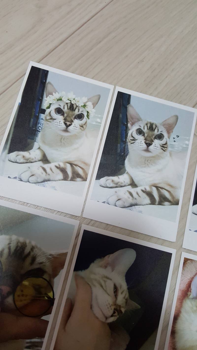 고양이 사진인화했어ㅇㅎㅎ | 인스티즈