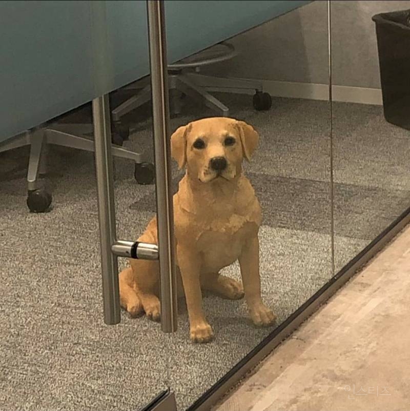 사무실에 누가 강아지 버리고 갔다 | 인스티즈