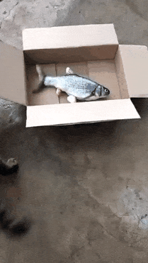 고양이의 잔인한 본능 | 인스티즈