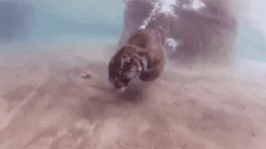 호랑이를 피해서 물에 뛰어들면 못 사는 이유 | 인스티즈