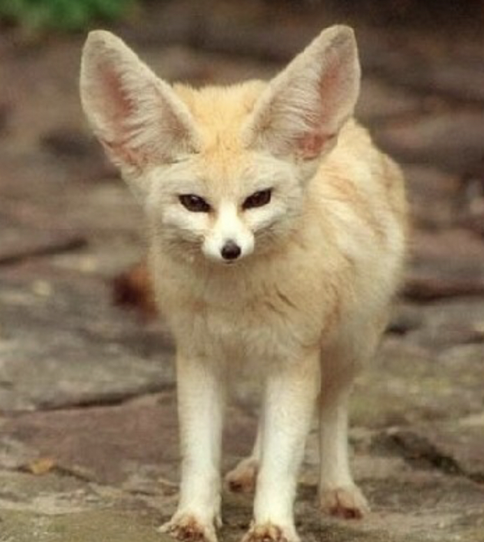 사막여우중에 제일 사람같은 남돌🦊🦊 - 인스티즈(instiz) 연예 카테고리