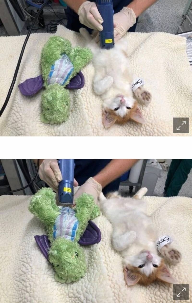 중성화 수술이 무서운 아기고양이.jpg | 인스티즈
