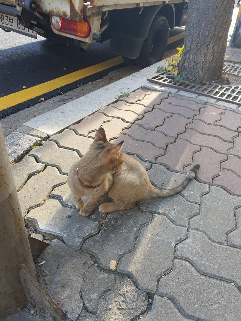 고양이 주인잃어버린 것 같은데 도와주라ㅠㅠㅠ | 인스티즈