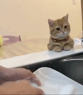 설거지 하는 집사를 구경하는 고양이.gif | 인스티즈