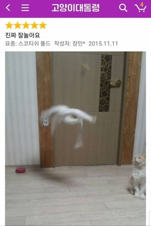 사진 하나로 신뢰도 올라가는 고양이 장난감 후기.jpg | 인스티즈