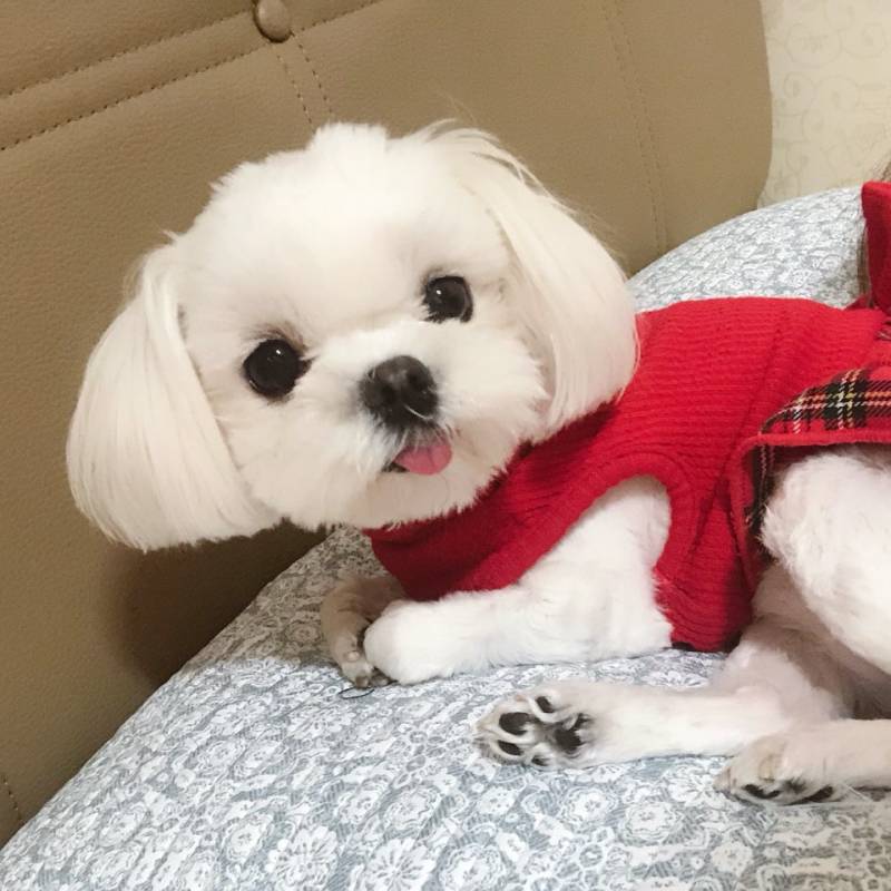 🙏🏻🙏🏻익들 제발 사람한명이랑 강아지 한마리 구한다 생각하고 골라주라ㅠㅠㅠㅠ | 인스티즈