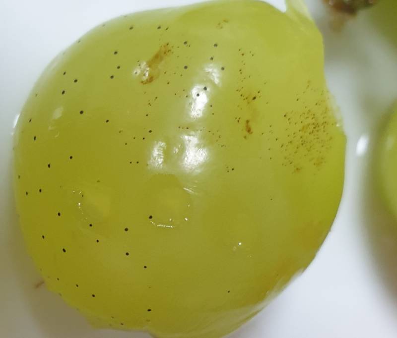 샤인머스켓 이거 왜이러지?? - 인스티즈(instiz) 일상 카테고리