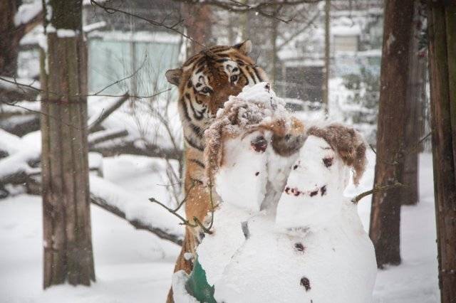 눈사람 만난 시베리아 호랑이 | 인스티즈