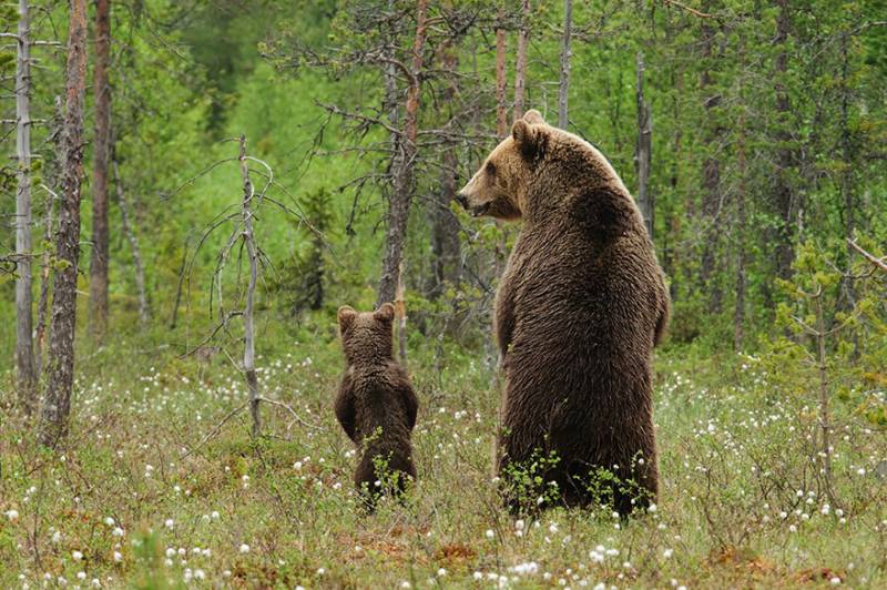 야생에서 찍은 사랑스러운 곰 가족들.jpg | 인스티즈