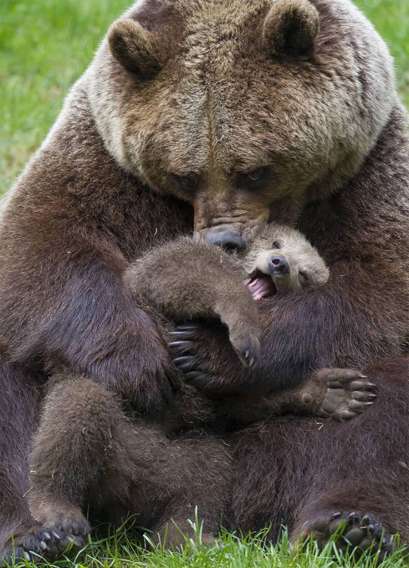 야생에서 찍은 사랑스러운 곰 가족들.jpg | 인스티즈