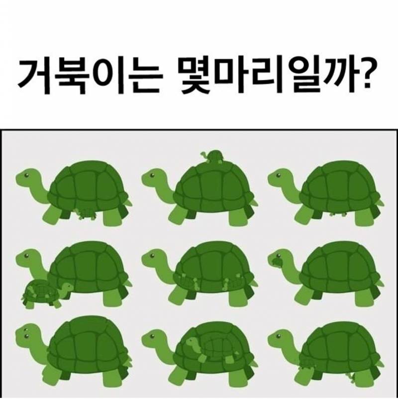 거북이는 몇마리일까? | 인스티즈