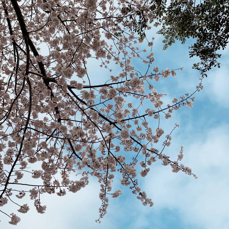 벚꽃폈어🌸 | 인스티즈