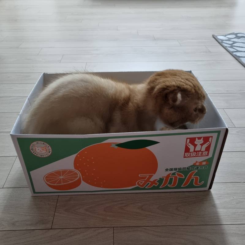 귤 같이 살 익 있어?? | 인스티즈