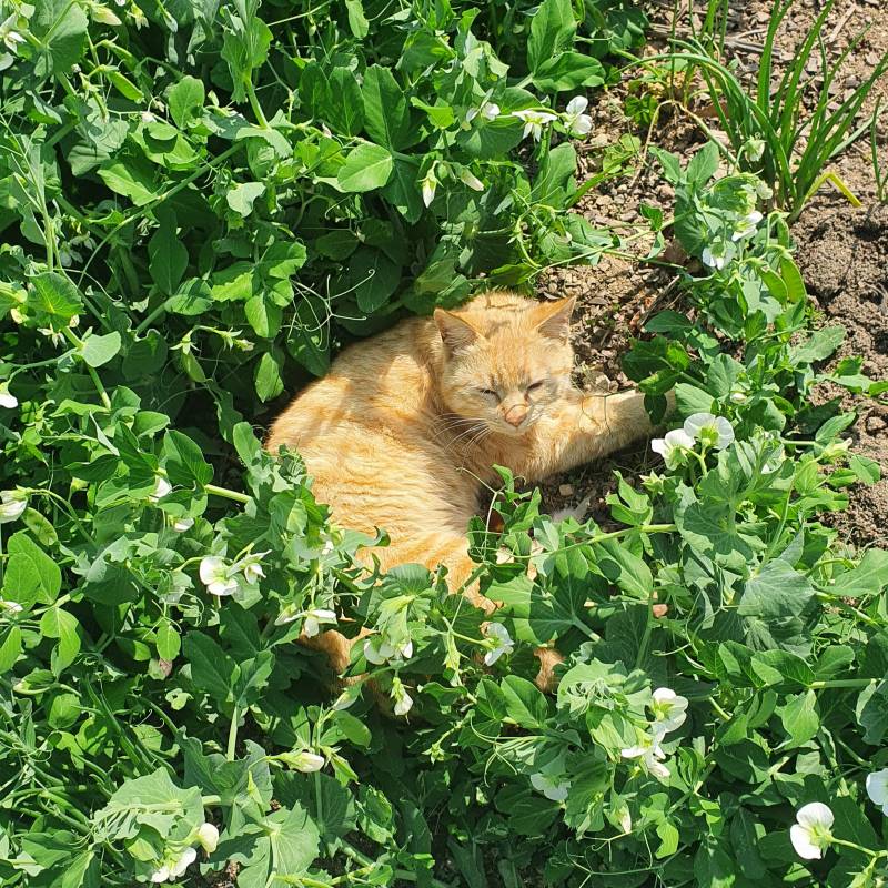 산책하다 만난 길고양이 | 인스티즈