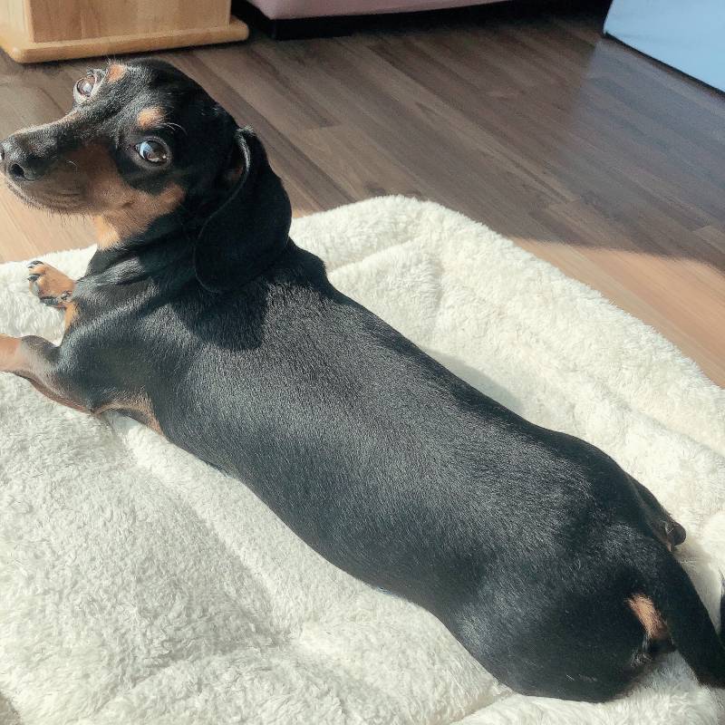 우리 애기 윤기나는거봐 | 인스티즈