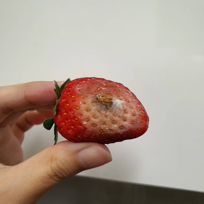 딸기팩에서 이런거 나왔는데 다른딸기도 먹으면 안되겠지? (ㅎㅇㅈㅇ) | 인스티즈