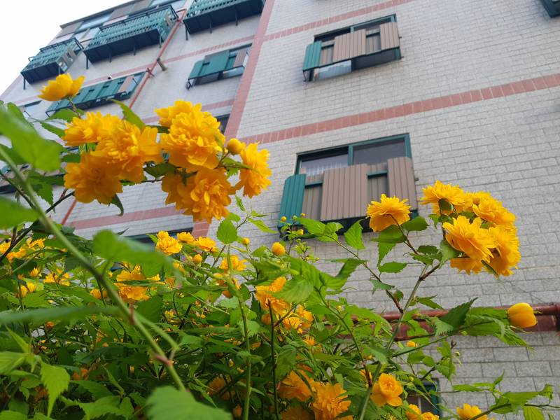 이건 노란 꽃이 아니라 금빛 꽃이다 진짜 | 인스티즈