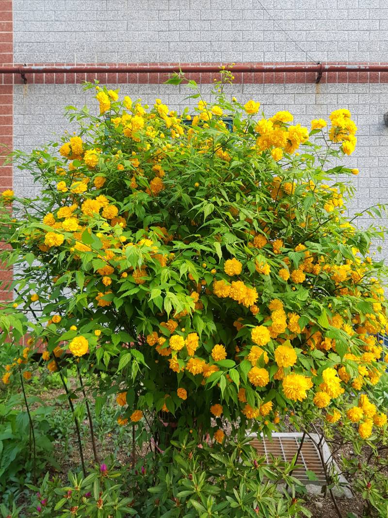 이건 노란 꽃이 아니라 금빛 꽃이다 진짜 | 인스티즈