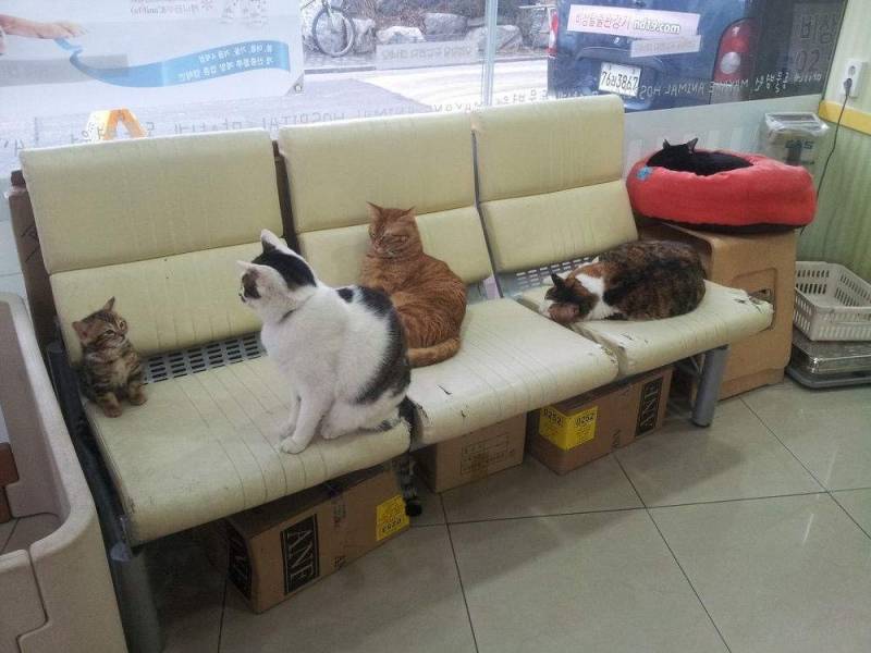 고양이로 알아보는 군대생활이래 | 인스티즈