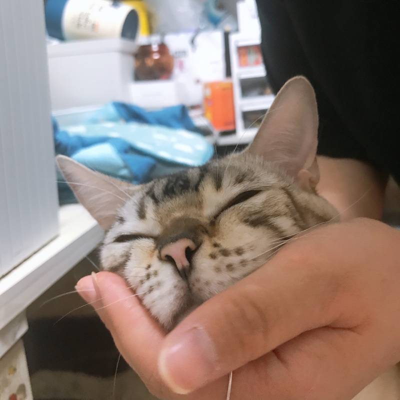 고양이 얼굴작다!! | 인스티즈