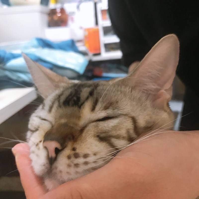 고양이 얼굴작다!! | 인스티즈