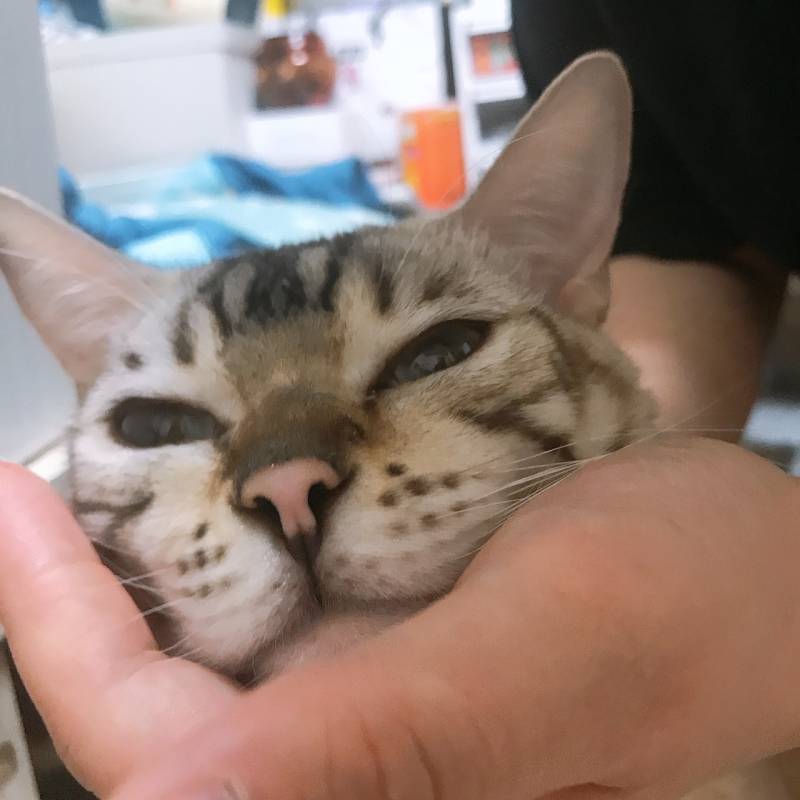 고양이 얼굴작다!! | 인스티즈