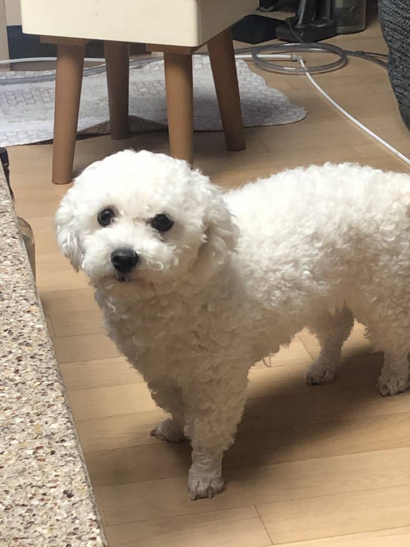 비숑키우는 익들 있옹??? | 인스티즈