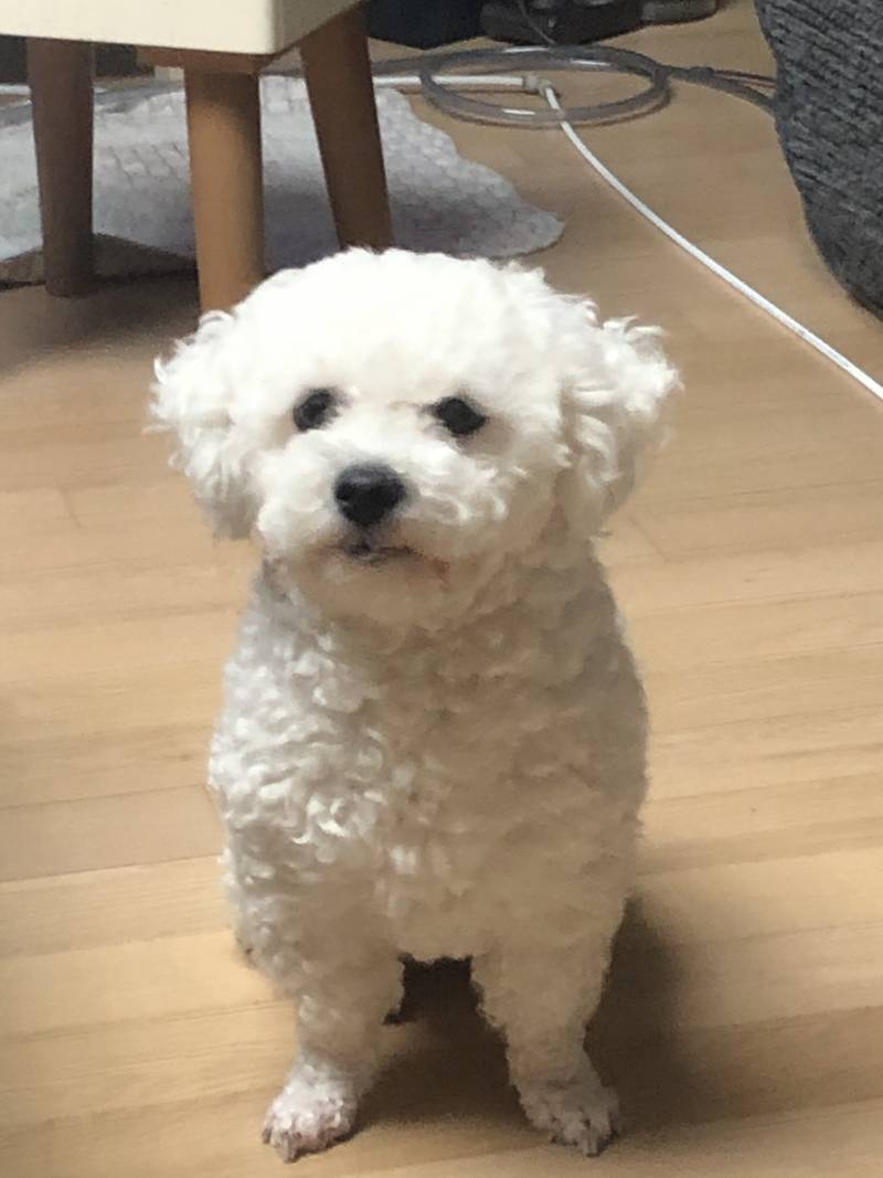 비숑키우는 익들 있옹??? | 인스티즈