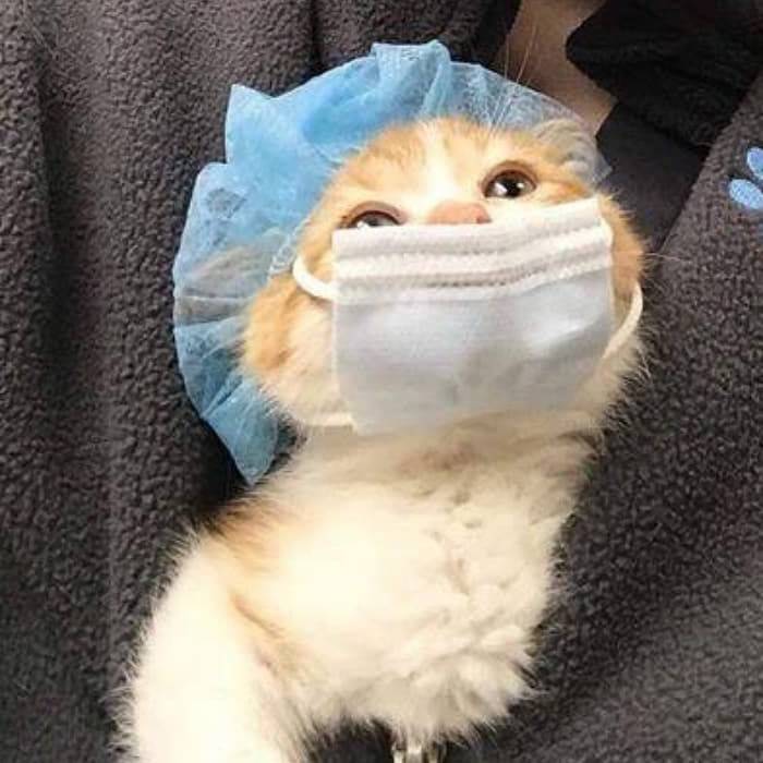 고양이들은 사냥을 해야 자기가 어른이라고 생각하는데 | 인스티즈