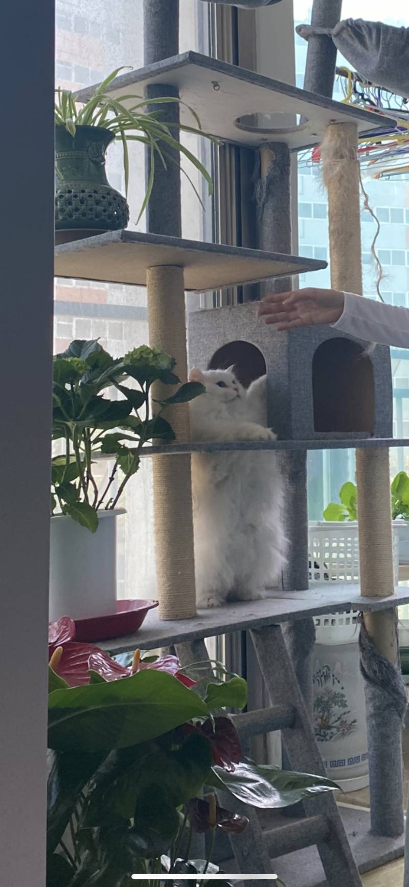 우리 고양이 짱 귀 야 워 | 인스티즈