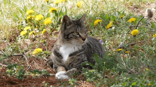 귀여운 고양이 사진 보고가ㅜㅜ | 인스티즈