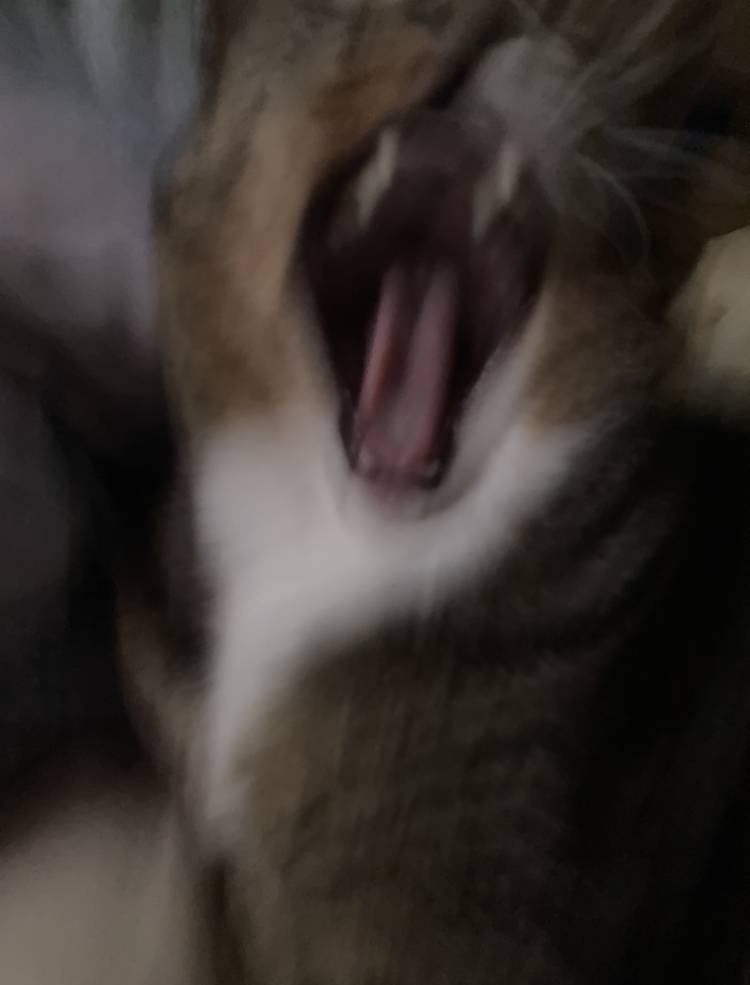 고양이 하품하는거 보고 갈 사람 | 인스티즈