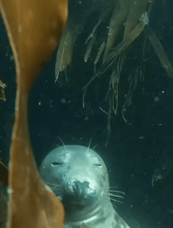 쿨쿨 낮잠자는 바다표범.gif | 인스티즈