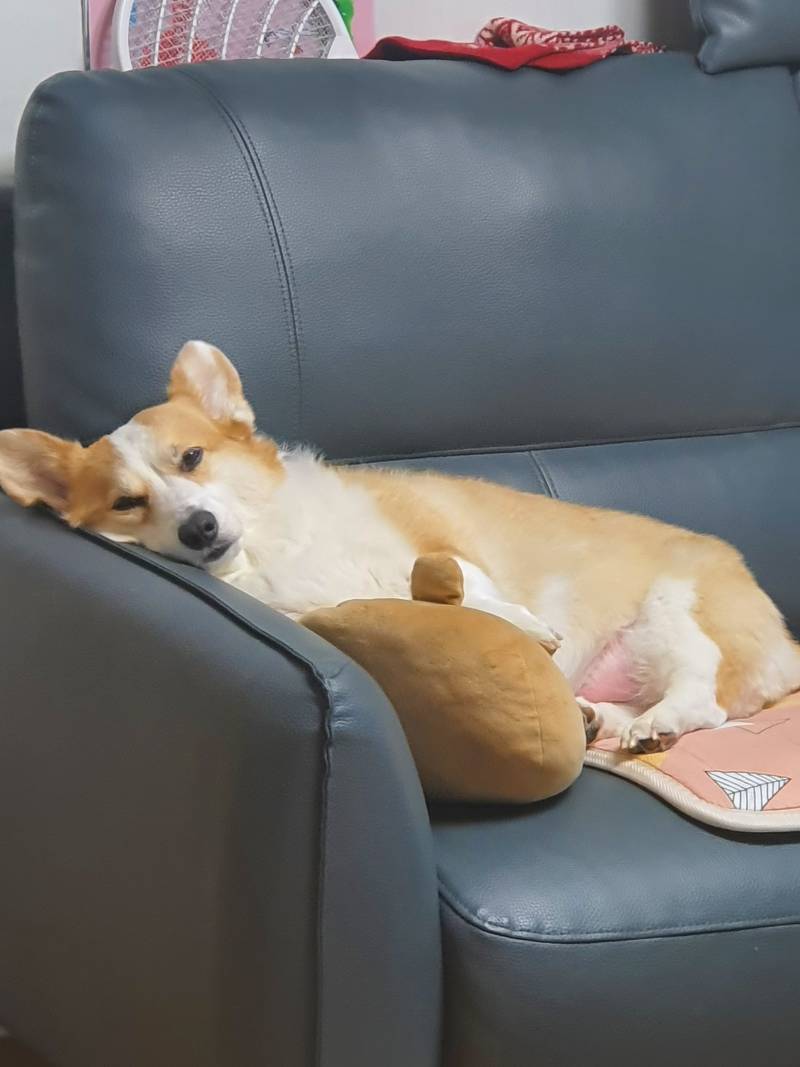 우리 강아지보고 다들 힐링해~! | 인스티즈