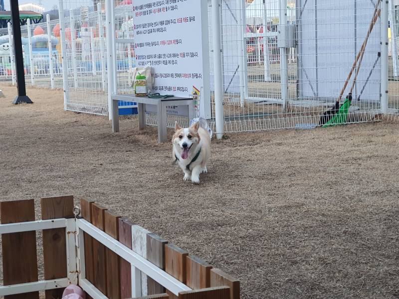 우리 강아지보고 다들 힐링해~! | 인스티즈