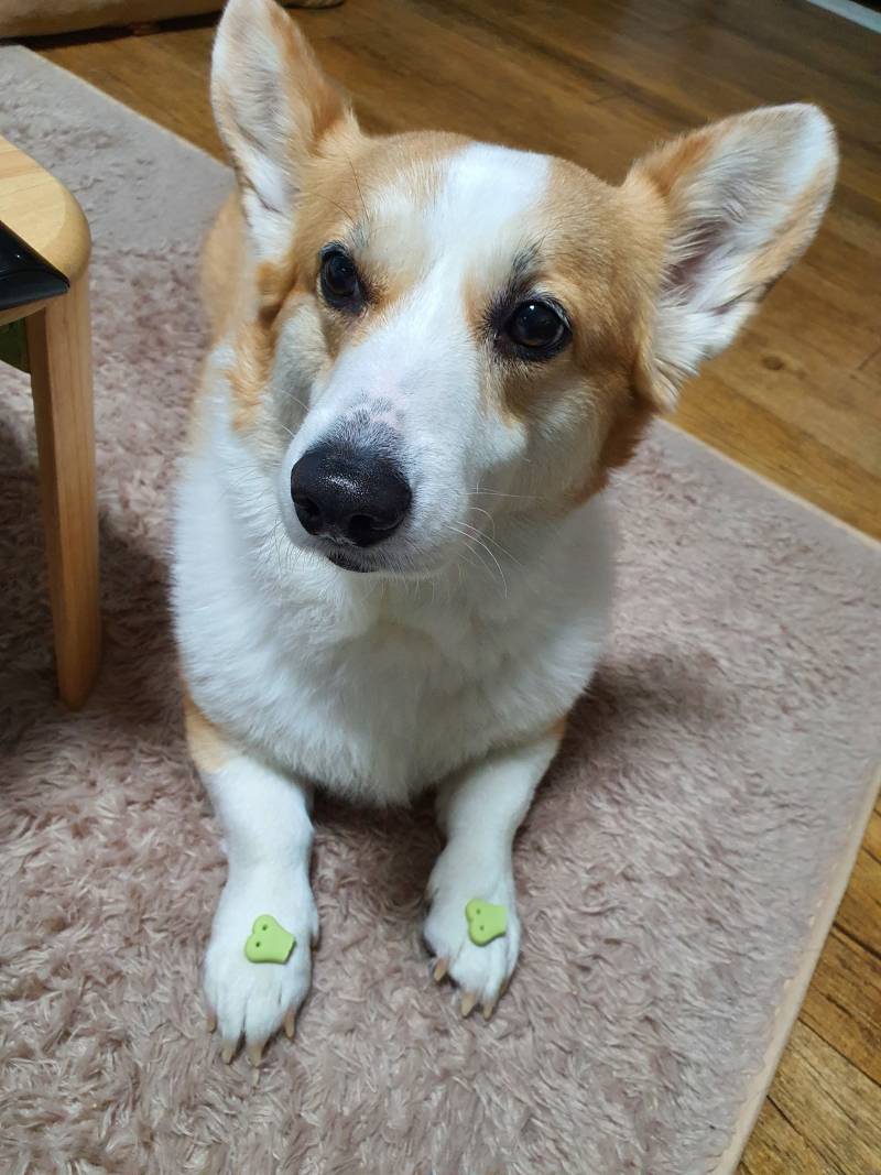 우리 강아지보고 다들 힐링해~! | 인스티즈