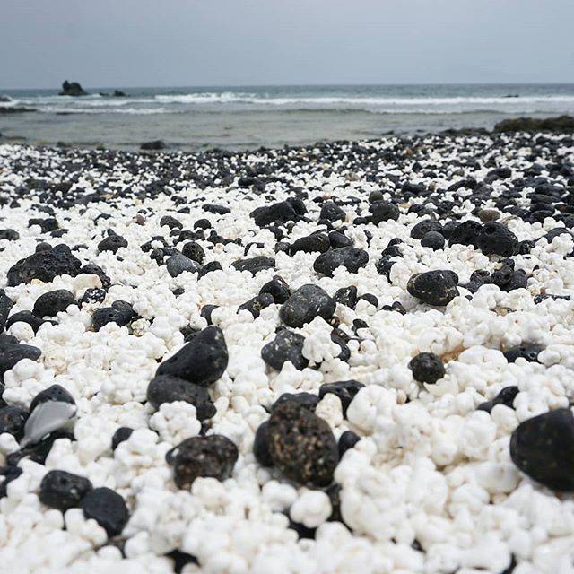 팝콘 모양의 산호해변.jpg | 인스티즈