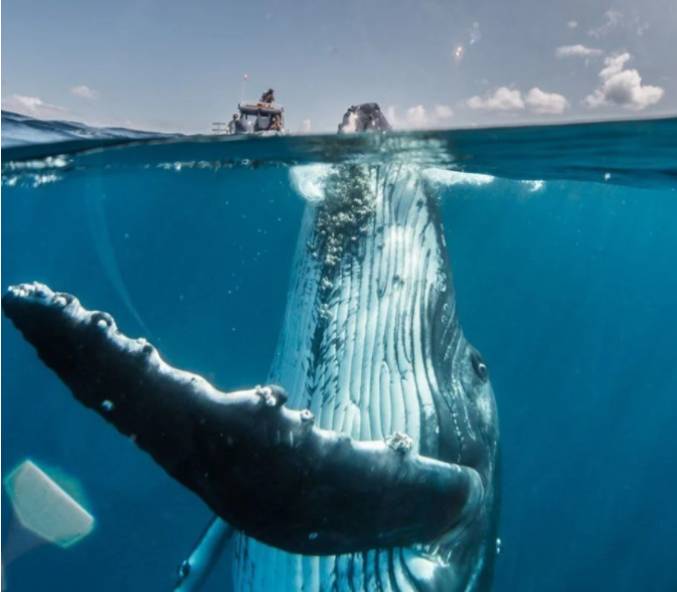 흑동고래 실제 크기래 소름돋아 | 인스티즈